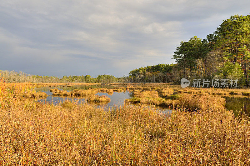 Truitts Landing Marsh背景